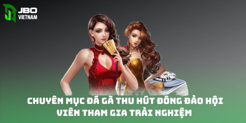 Chuyên mục đá gà thu hút đông đảo hội viên tham gia trải nghiệm 