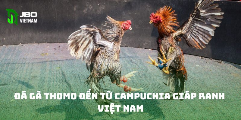 Đá gà Thomo đến từ Campuchia giáp ranh Việt Nam 