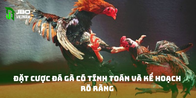 Đặt cược đá gà có tính toán và kế hoạch rõ ràng 